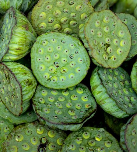 Detailed image of fresh, green lotus seed pods displaying their unique texture and patterns.